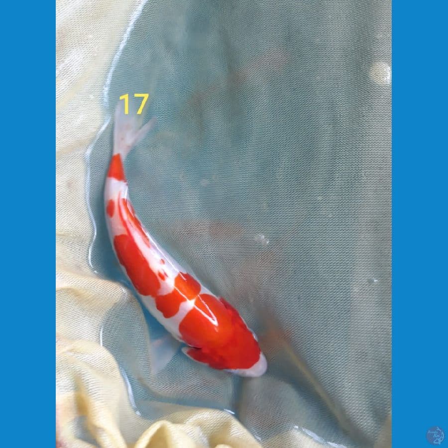 ~7~ Kohaku doit murni 17cm