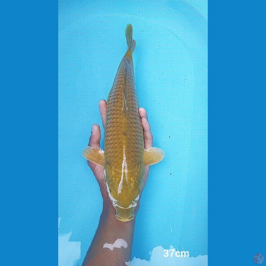 midorigoi 37cm