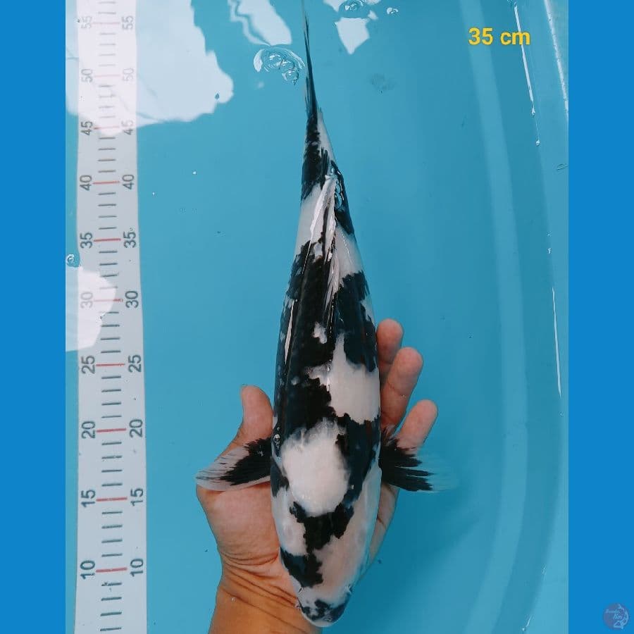 shiro super male 35 cm