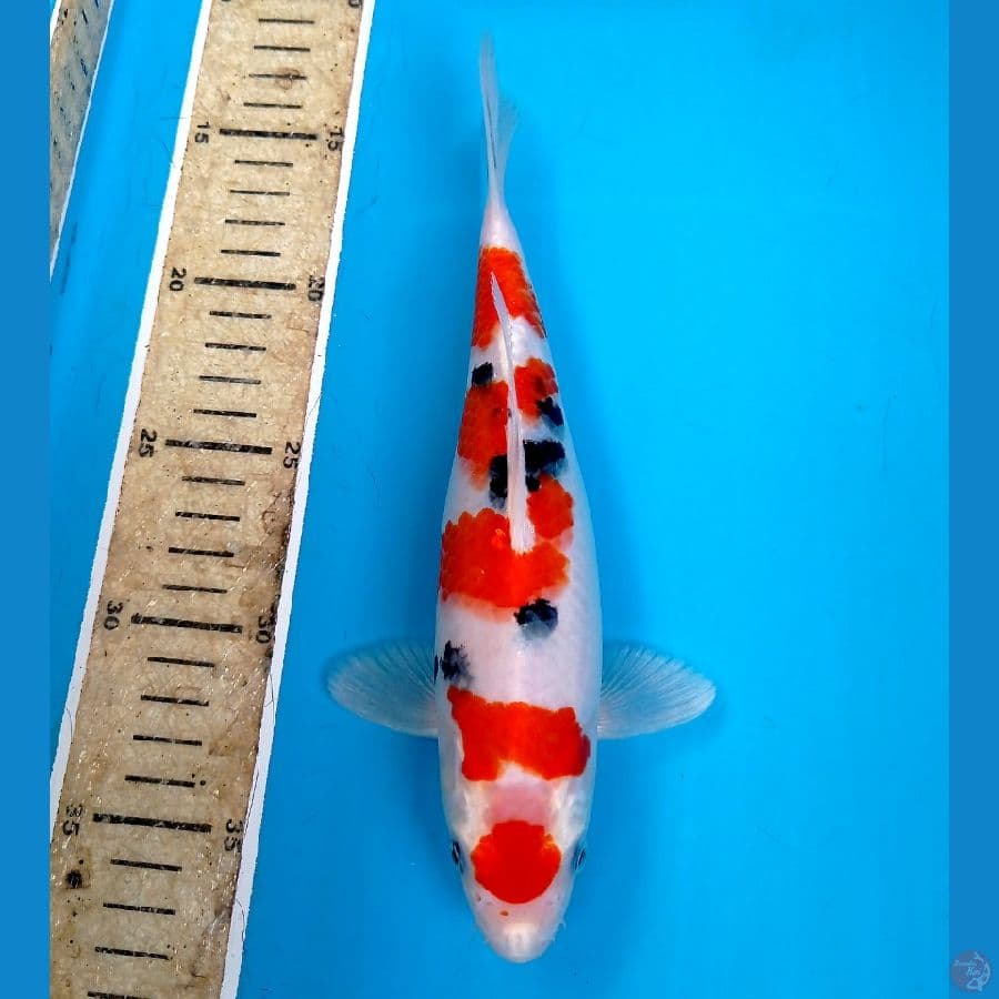 maruten sanke 24 cm