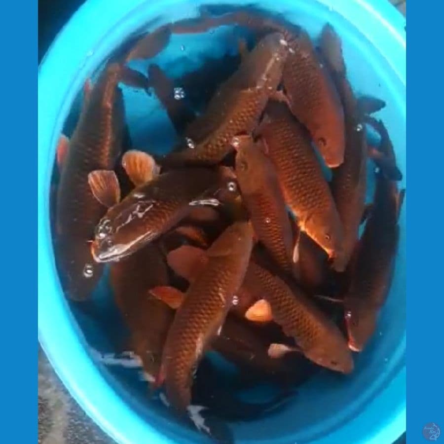 CHAGOI PUNUK BULKY 35-40 CM 20 EKOR