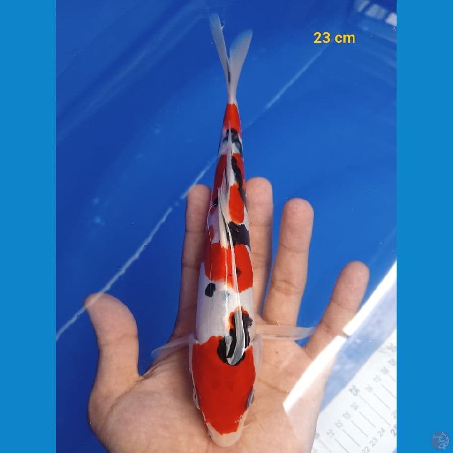 Sanke Doit 23 cm