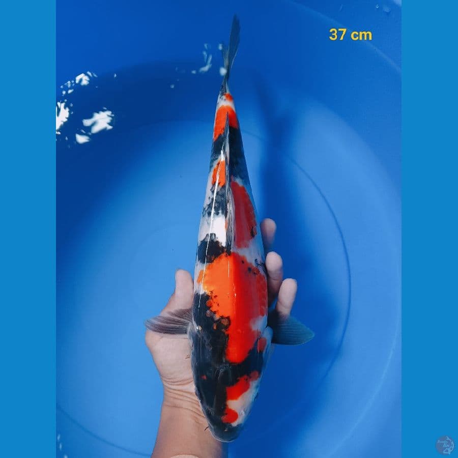 showa male 37 cm