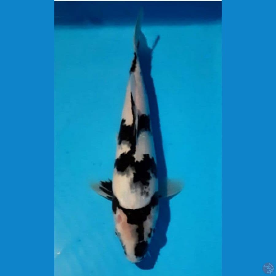 27 cm siro bahan kep