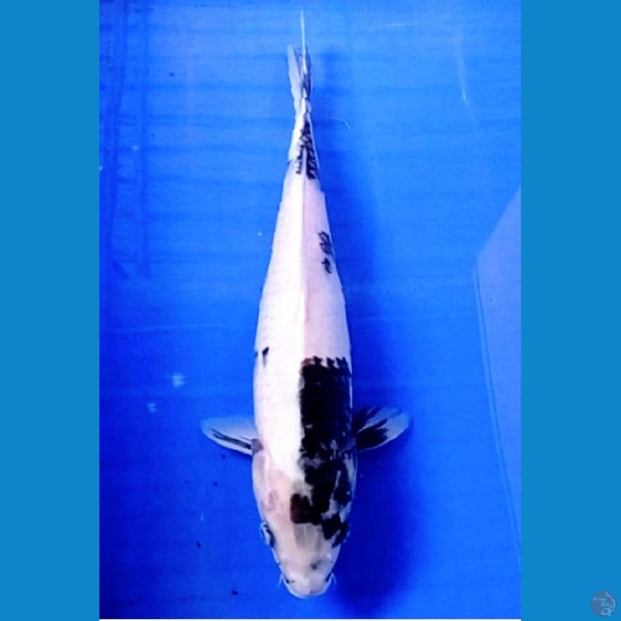 35 cm siro tategoi