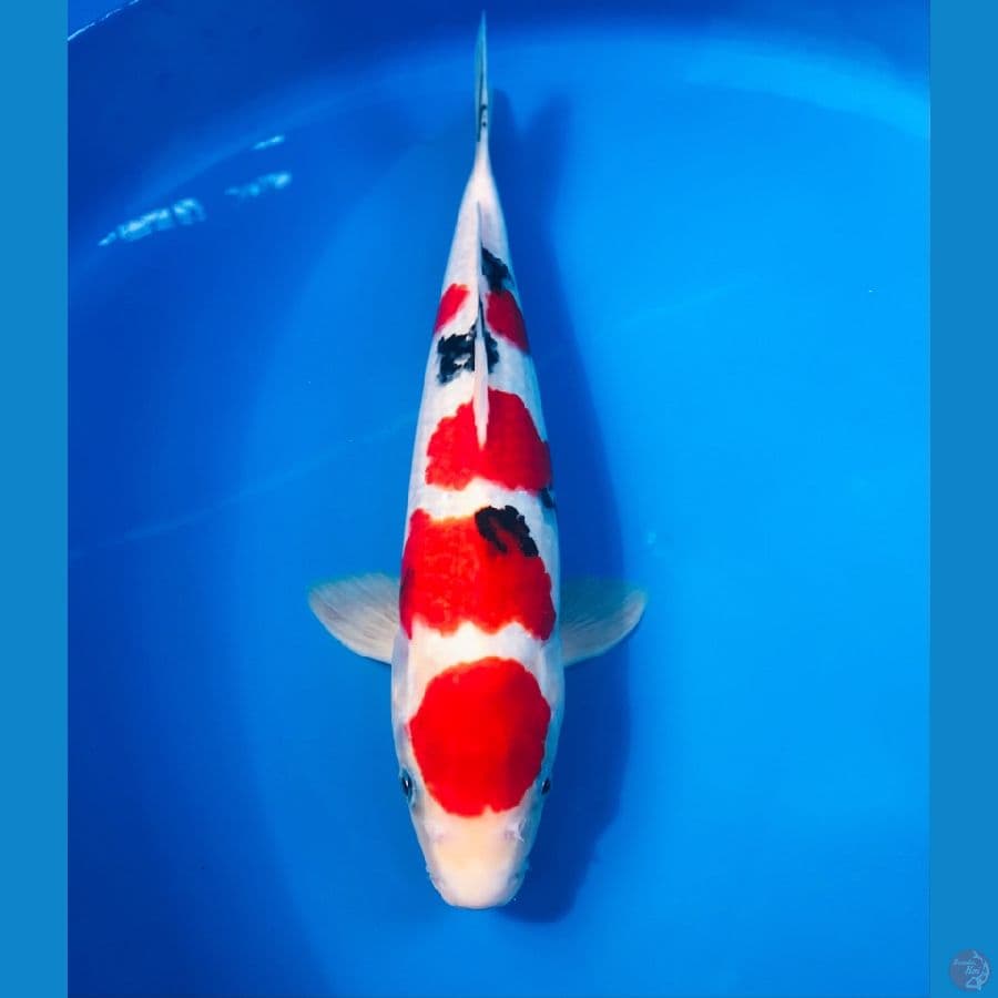 Sanke SQ 33cm