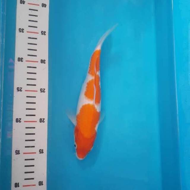 3 STEP KOHAKU