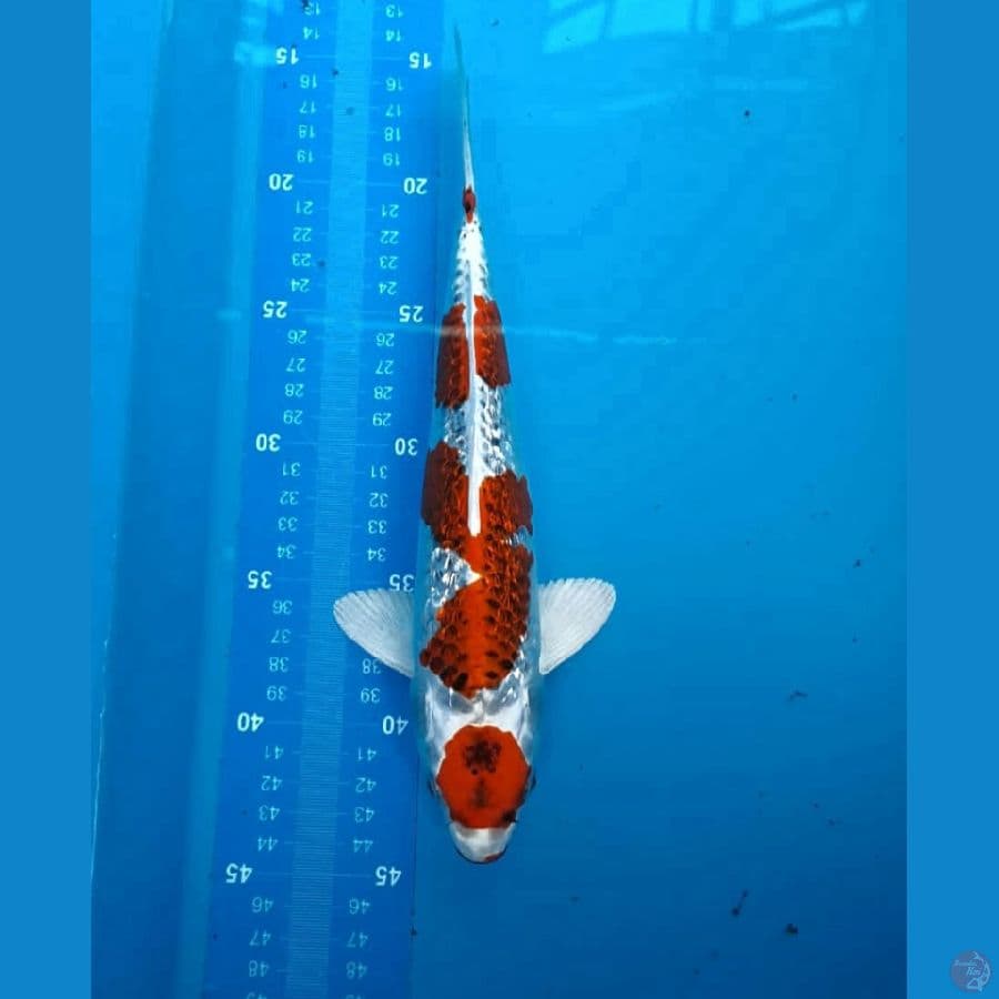 Maruten Kujaku Ginrin 27 Cm