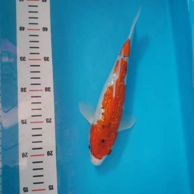 AIGOROMO FULL GINRIN