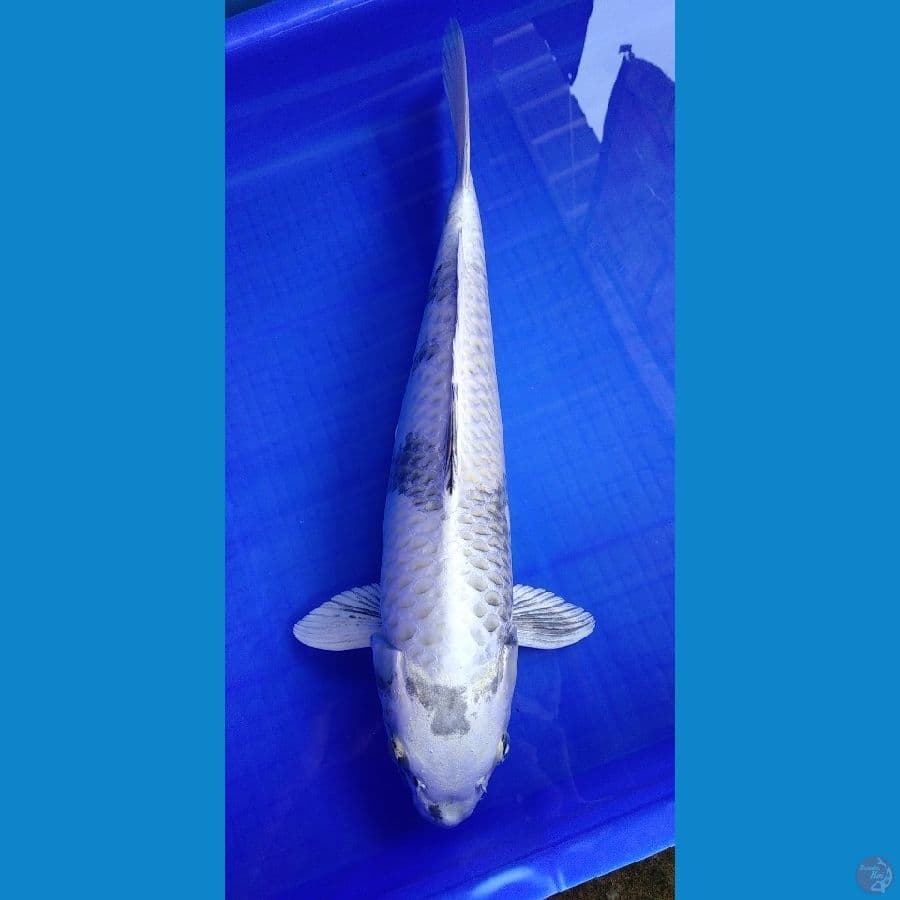 Gin Shiro Utsuri 40cm