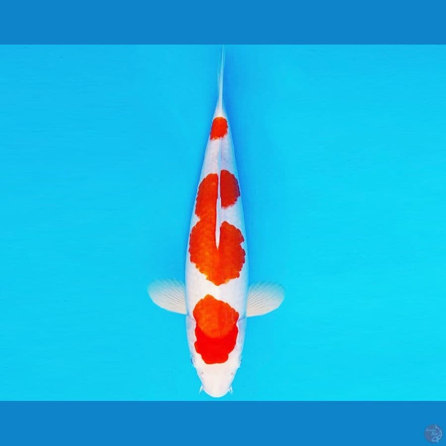BANZAI 2 ~ KOHAKU 33 cm/fm ™