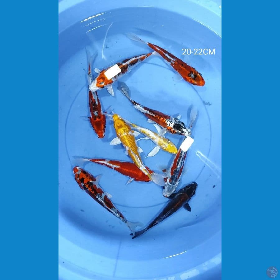 mix koi 10 ekor 20-22CM