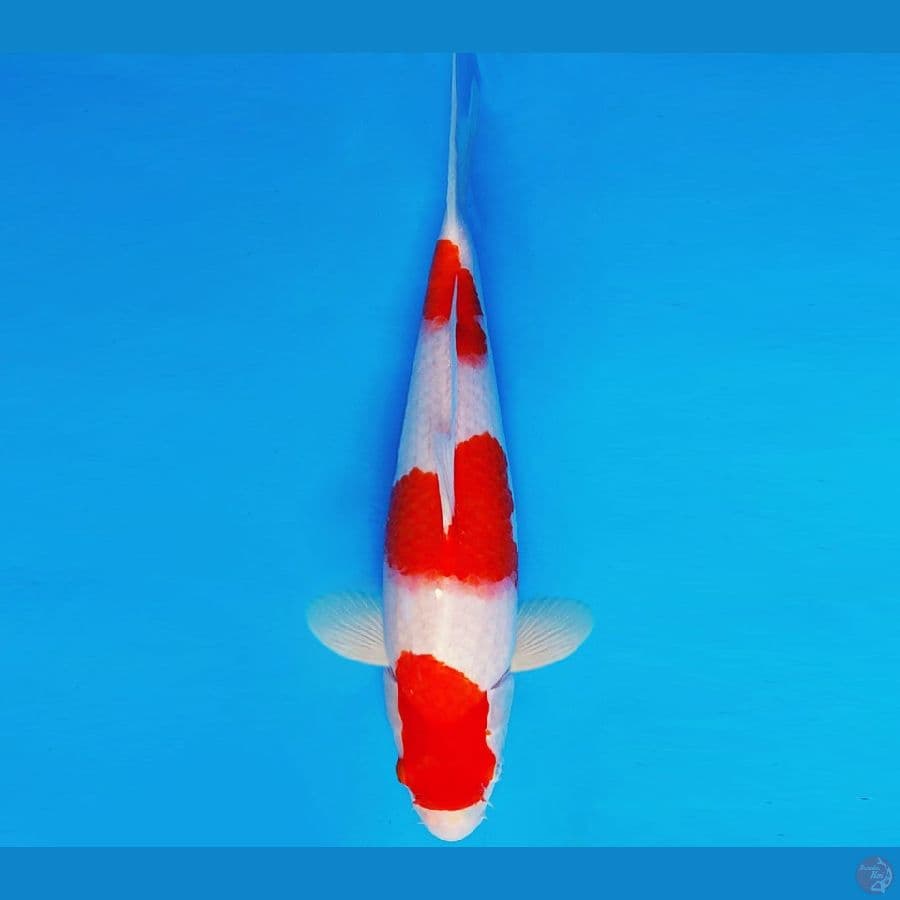 BANZAI 6 ~ KOHAKU 35 cm/fm ™
