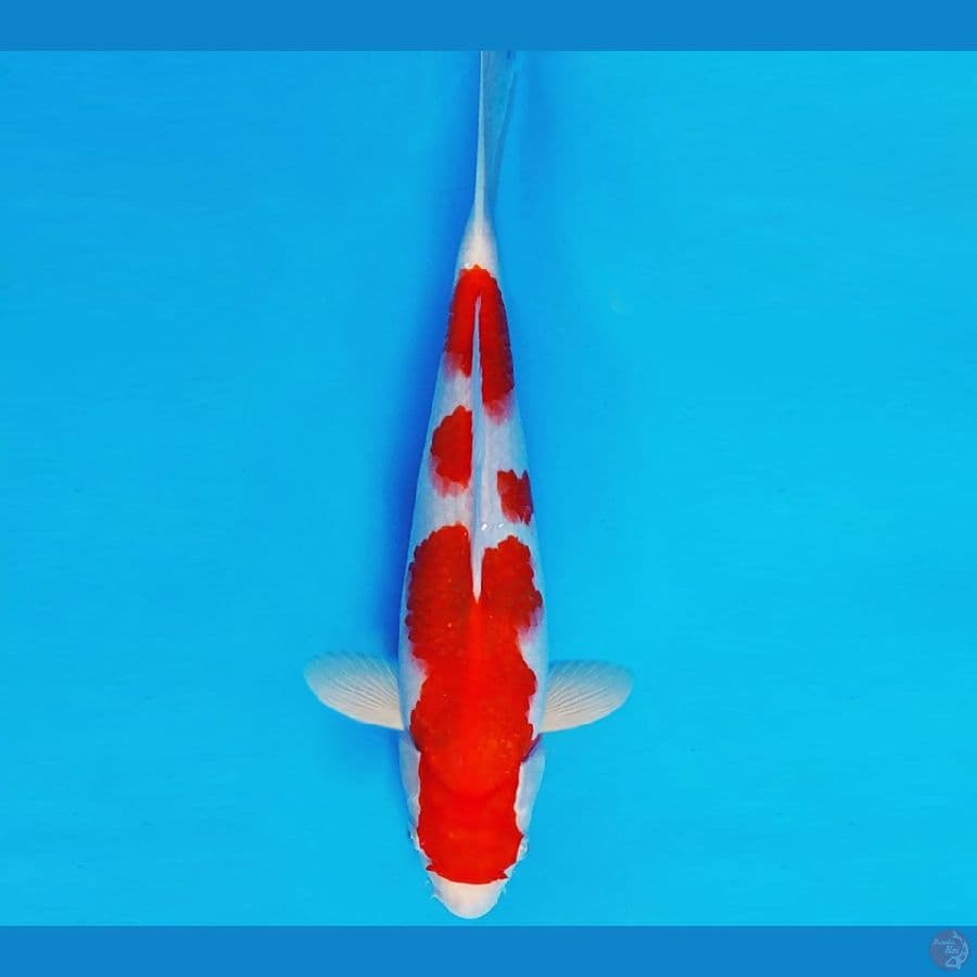 BANZAI 7 ~ AI GOROMO 32 cm/fm ™