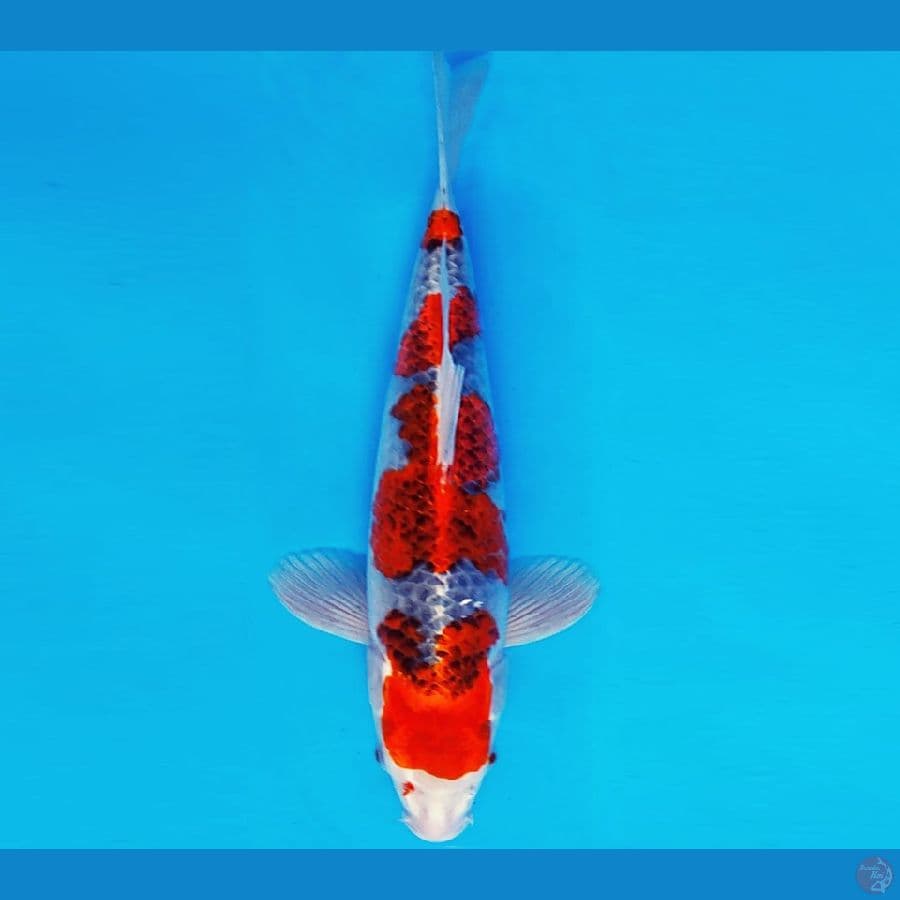 BANZAI 10 ~ GOSHIKI 35 cm/fm ™