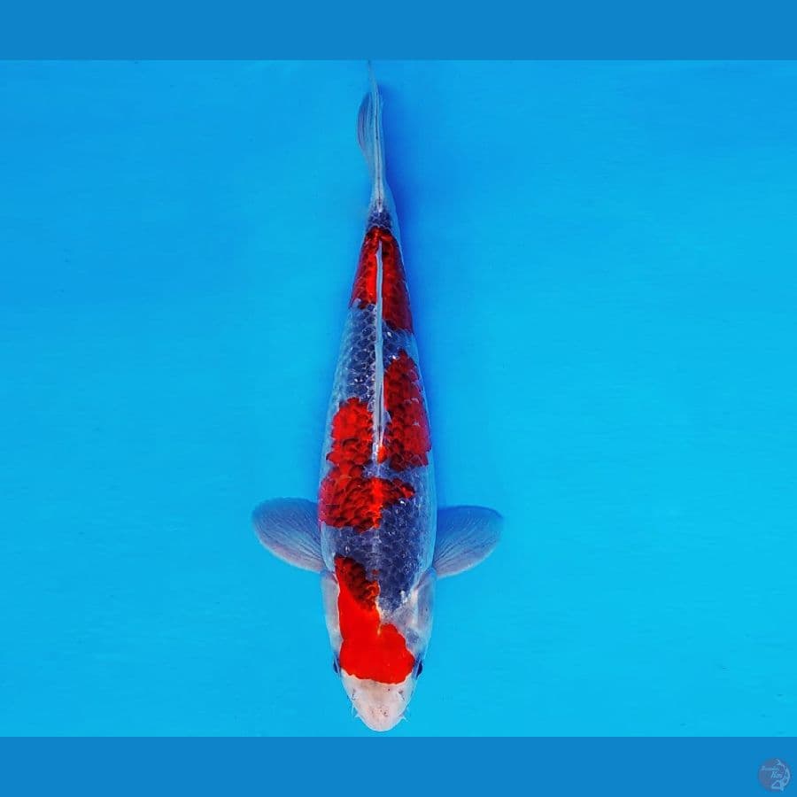 BANZAI 13 ~ KURO GOSHIKI 30 cm/male ™
