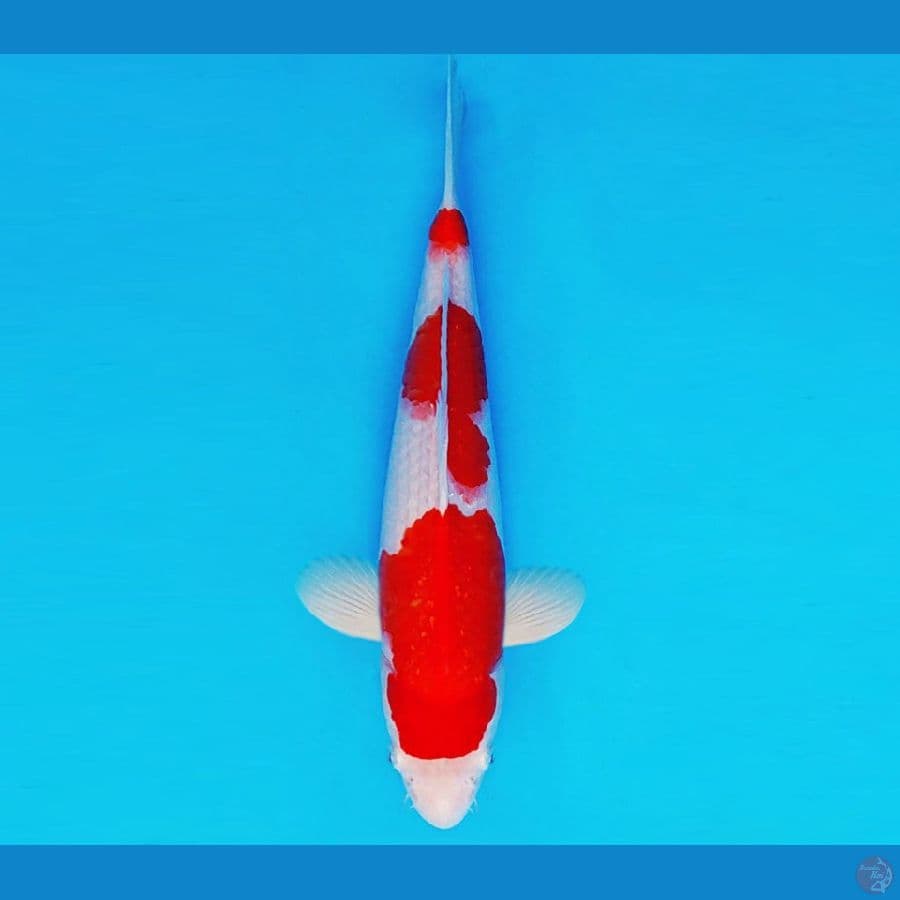BANZAI 15 ~ KOHAKU 30 cm/male ™
