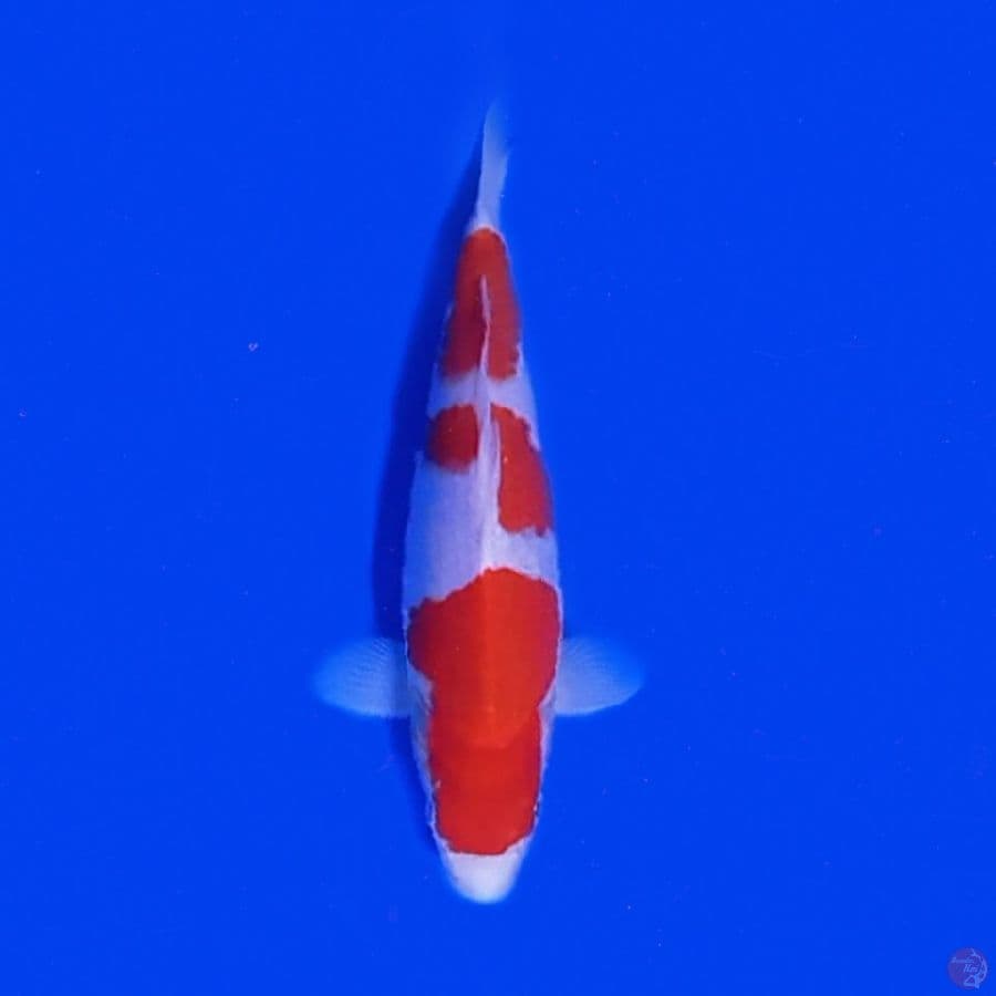 KOHAKU 20.Cm