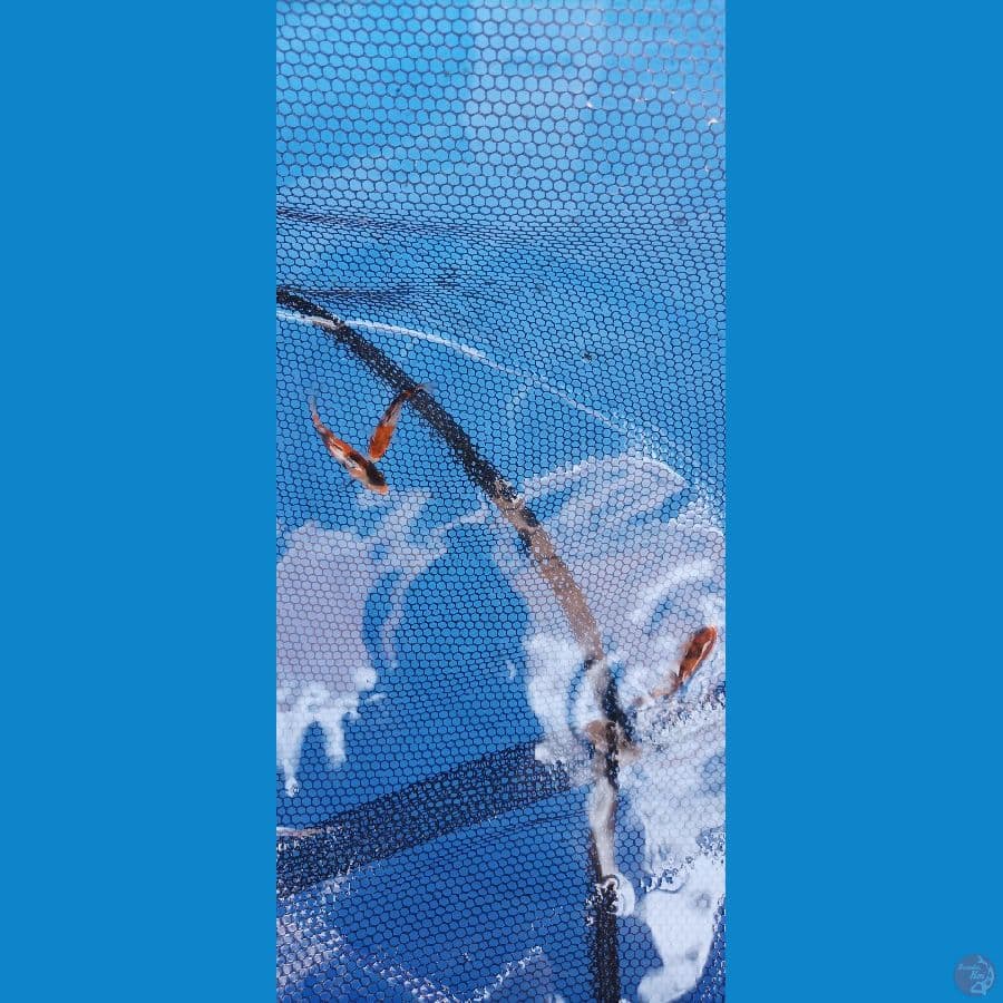 3 ekor showa 10bu momotaro x okawa