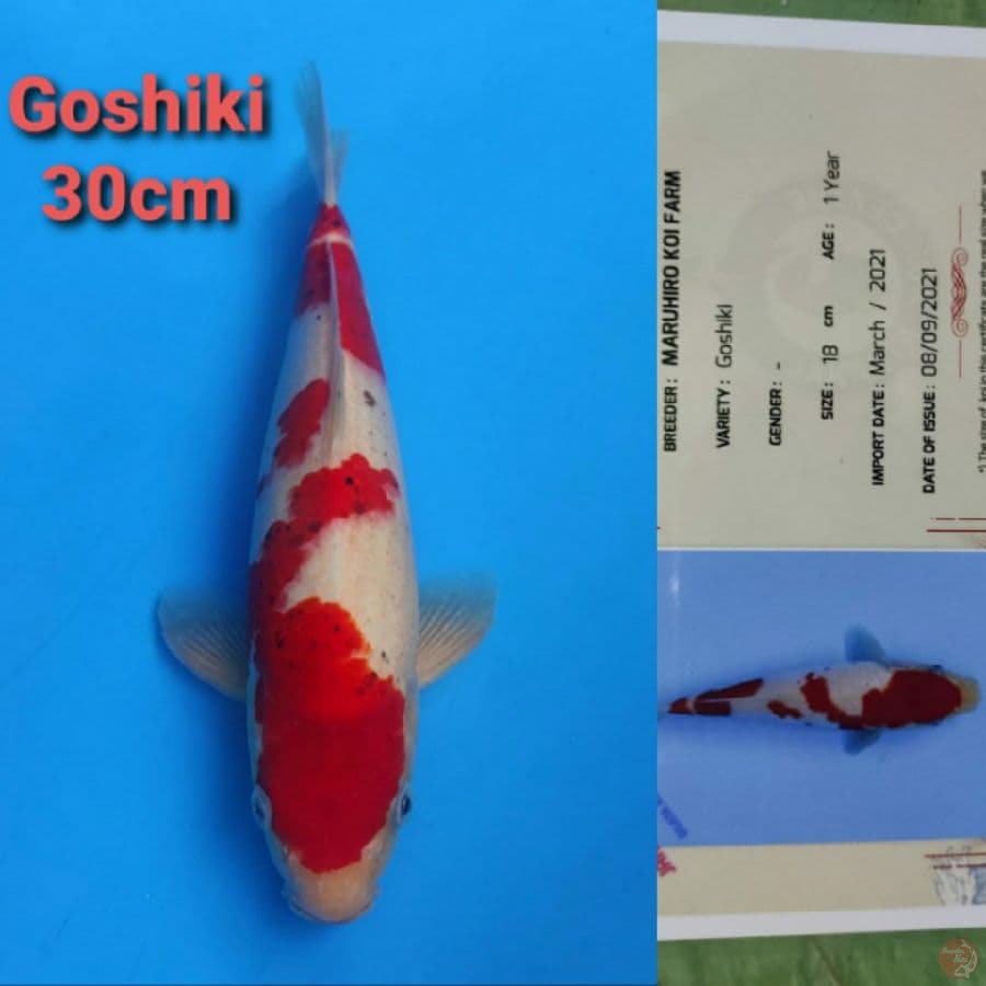 MARUHIRO GOSHIKI 30CM SERTI