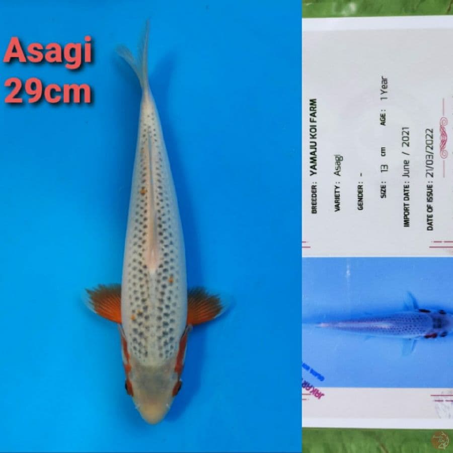 YAMAJYU ASAGI 29CM SERTI