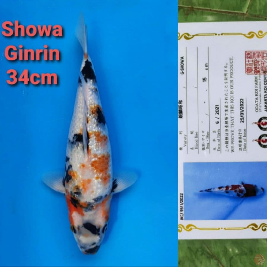 OGATA SHOWA GINRIN 34CM SERTI