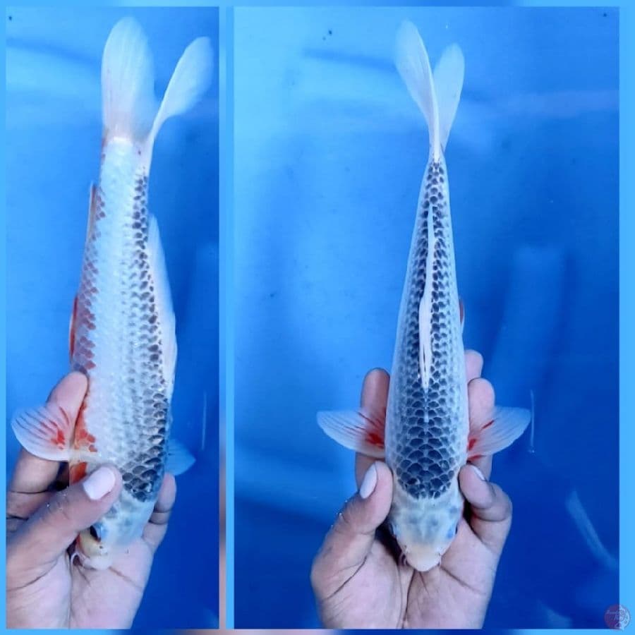 ASAGI MULUS JOSS # 27cm JANTAN