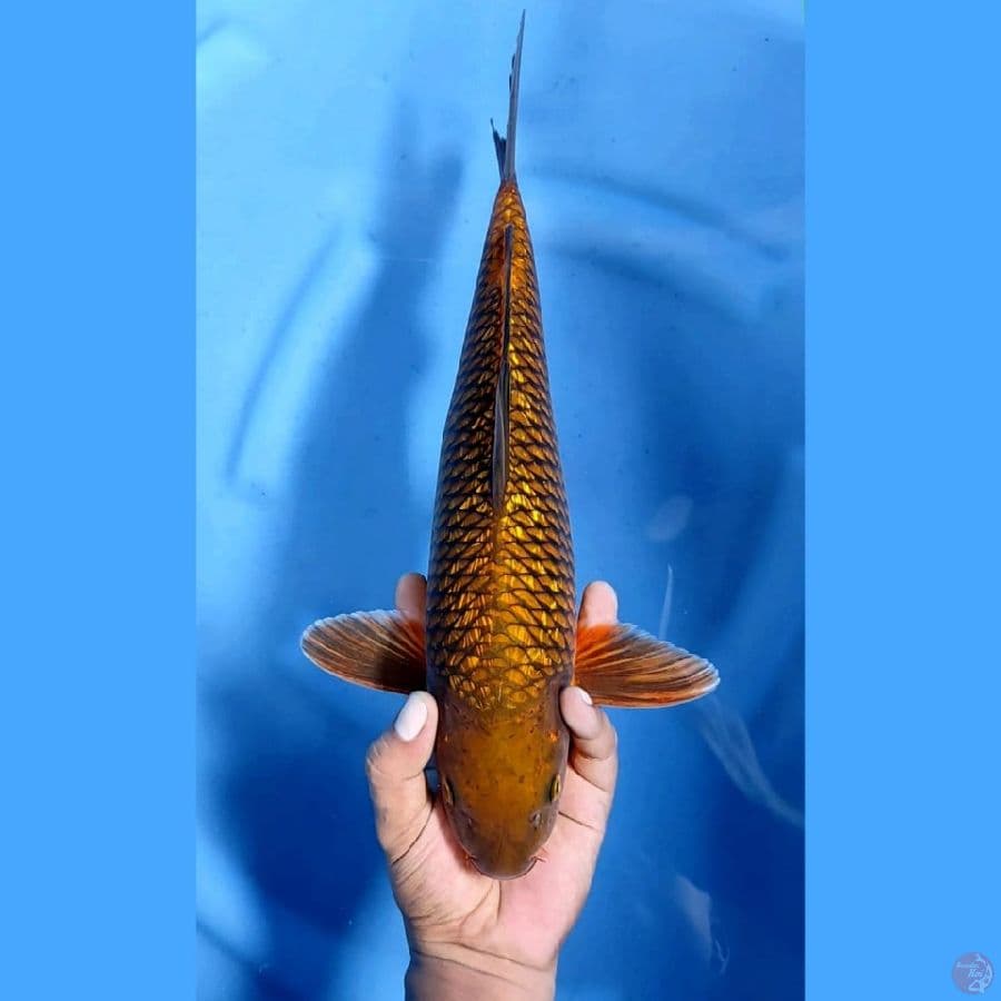 CHAGOI JARING ISTIMEWA # 37cm famale