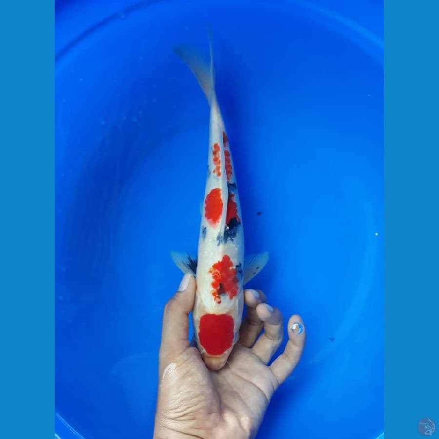 Maruten Sanke 30cm/(Jenis Kelamin: tidak diketahui)