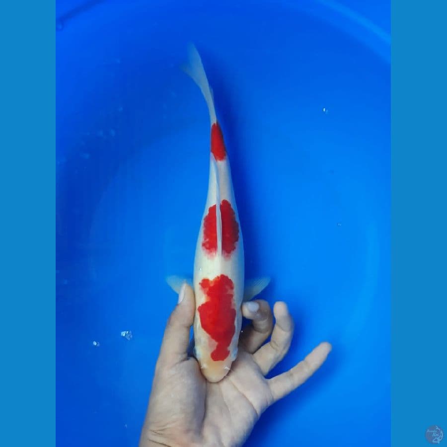 Kohaku 28cm/(jenis kelamin: unknown)