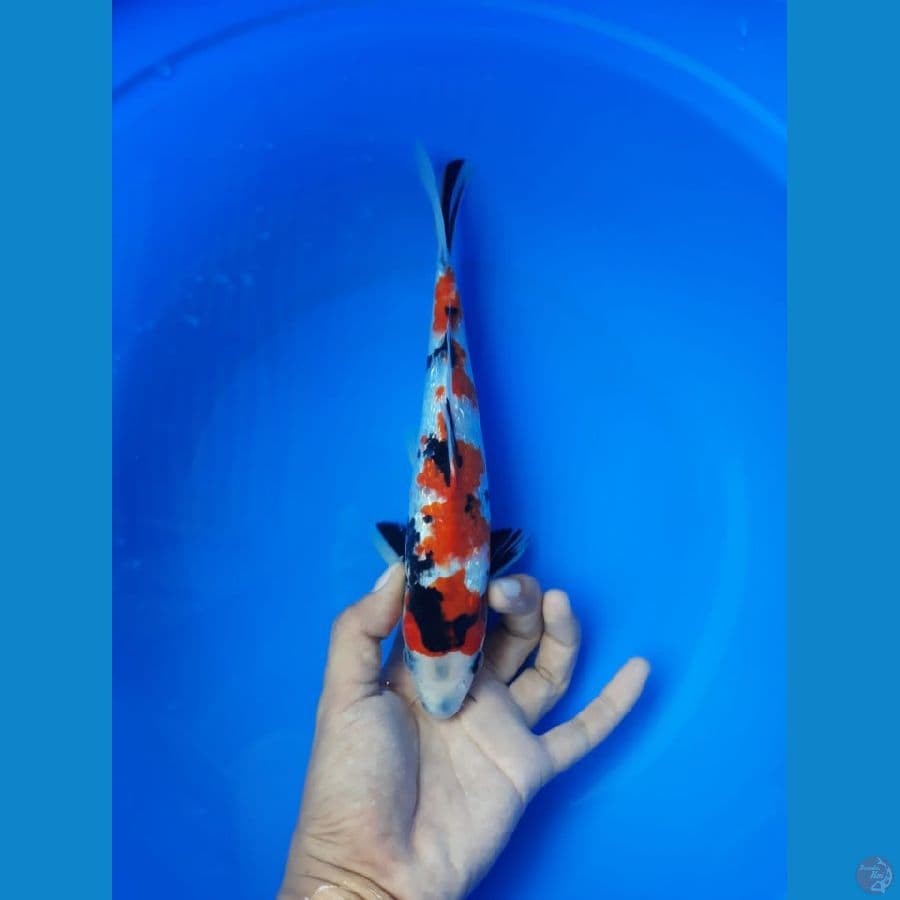 Showa Ginrin 25cm/(jenis kelamin: unknown)