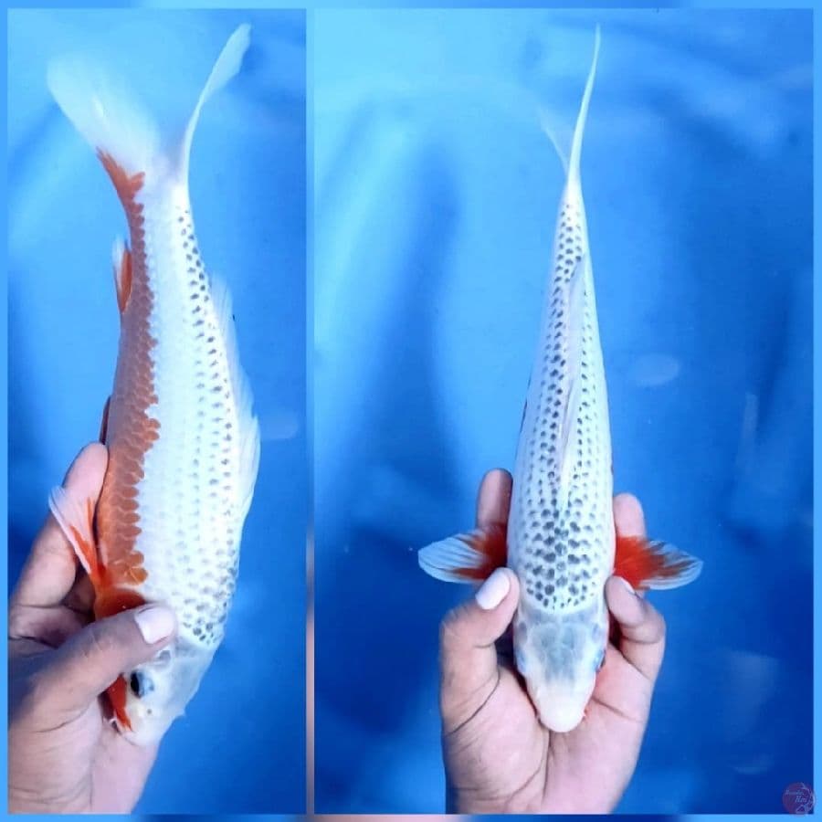 ASAGI ISTIMEWA # 30cm female
