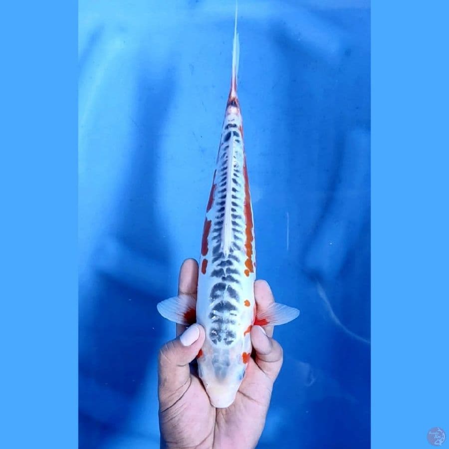 SHUSUI MANTAP # 31cm jantan