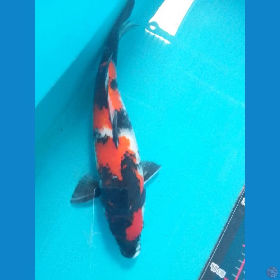 Showa 37cm/(jenis kelamin: unknown)