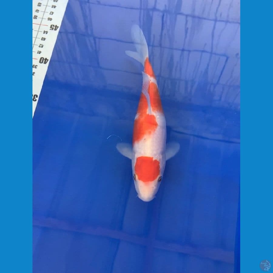kohaku size 15 up