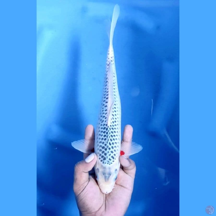 ASAGI MANTAP # 31cm jantan