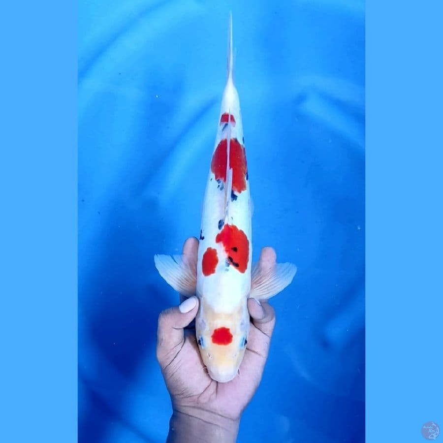 DOITSU ORIGINAL #35cm jantan