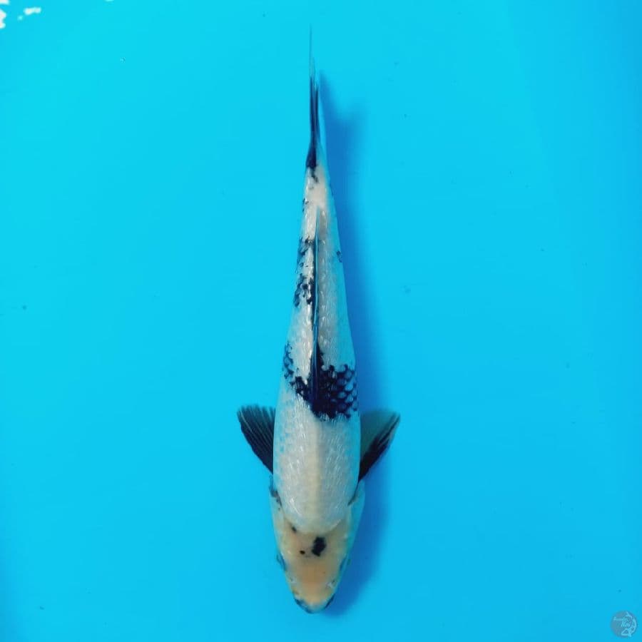 shiro 29cm