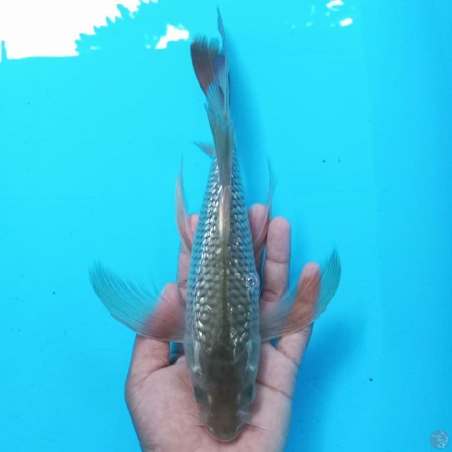 slayer 33cm