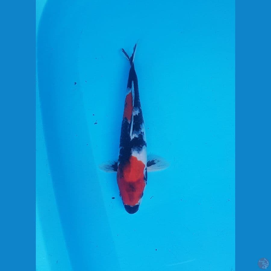 showa 25cm