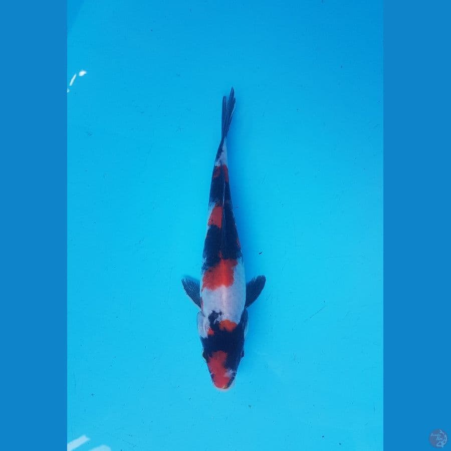 showa 18cm