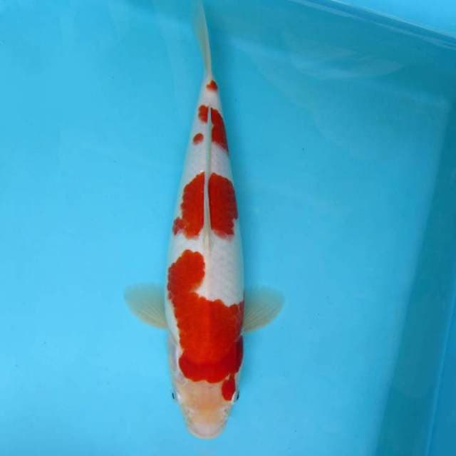 E. KOHAKU,-
