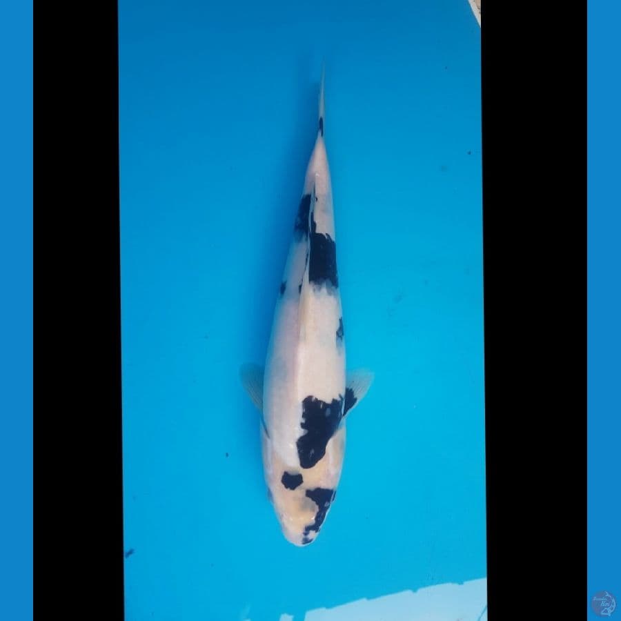 shiro 31cm