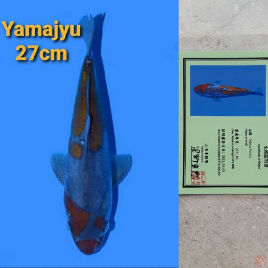 YAMAJYU OCHIBA DOITSU 27CM SERTI