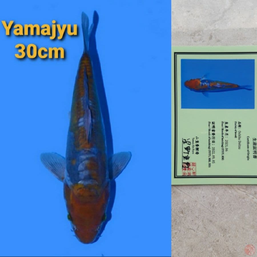 YAMAJYU OCHIBA DOITSU 30CM SERTI
