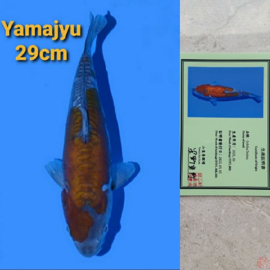 YAMAJYU OCHIBA DOITSU 29CM SERTI