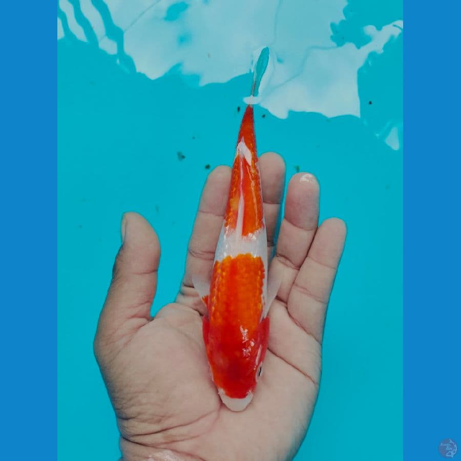 Kohaku Ginrin 16CM