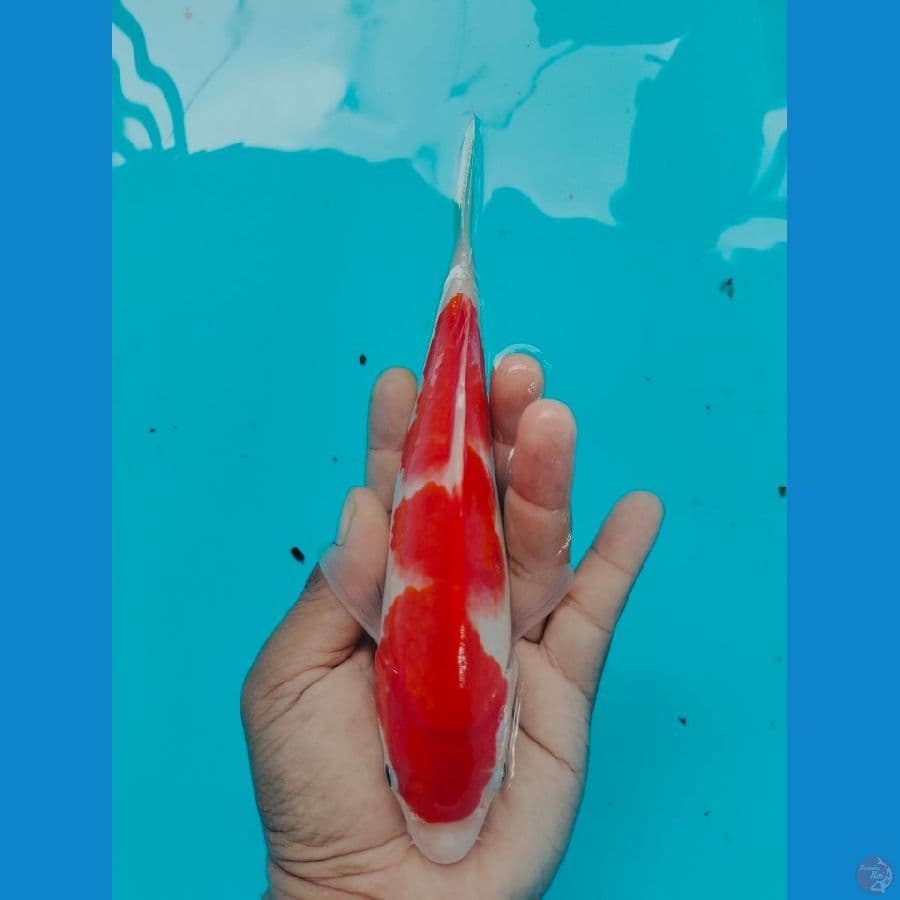 Kohaku 15Cm