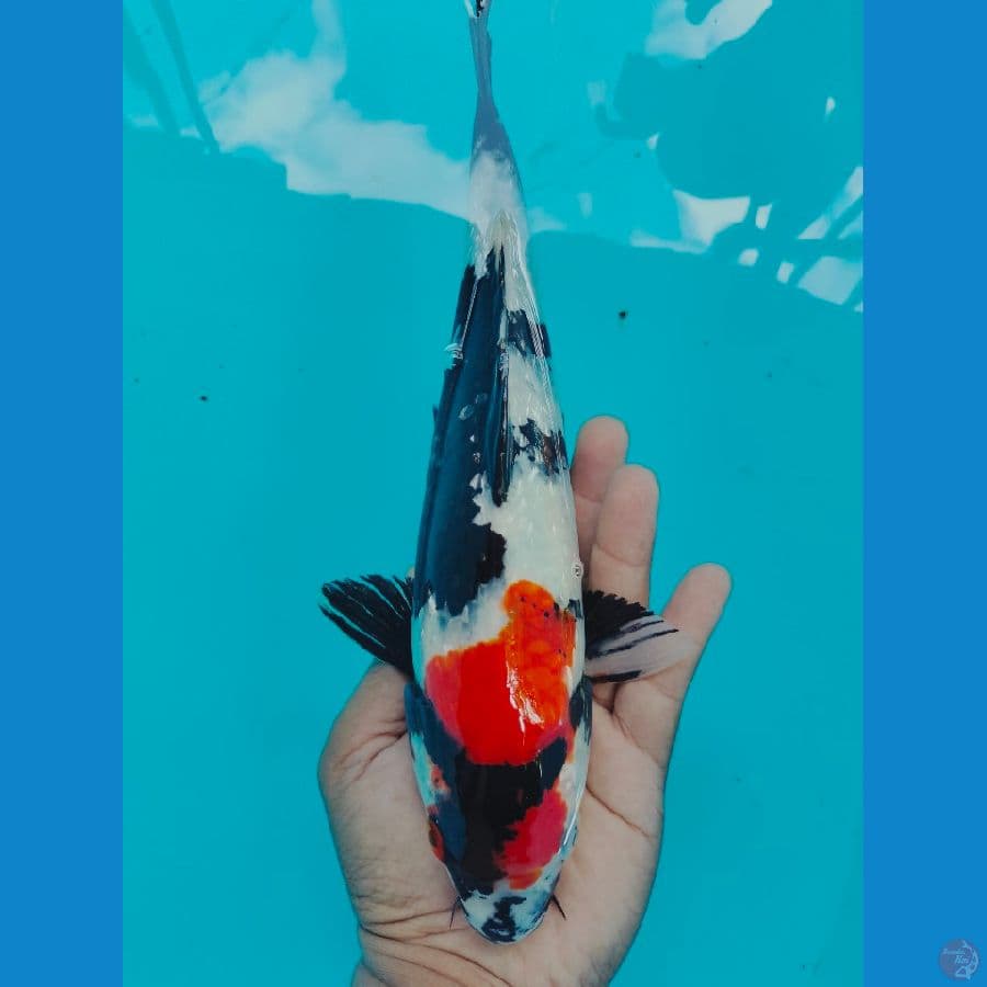 Tancho Showa 28cm