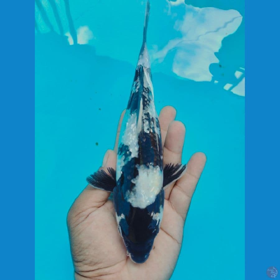 Shiro Ginrin 22CM